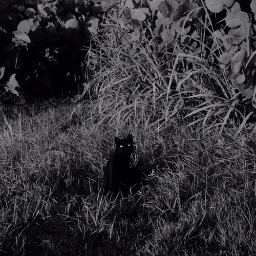 Feline Fine Collection