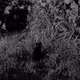 Feline Fine Collection