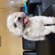 Milo The Dog - old