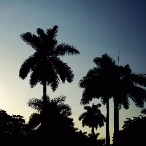 The Palm Branch: A Collection of Palms by Milton Sosa