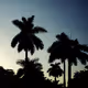 The Palm Branch: A Collection of Palms by Milton Sosa