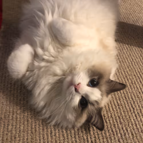 Mimic the Marshmallow