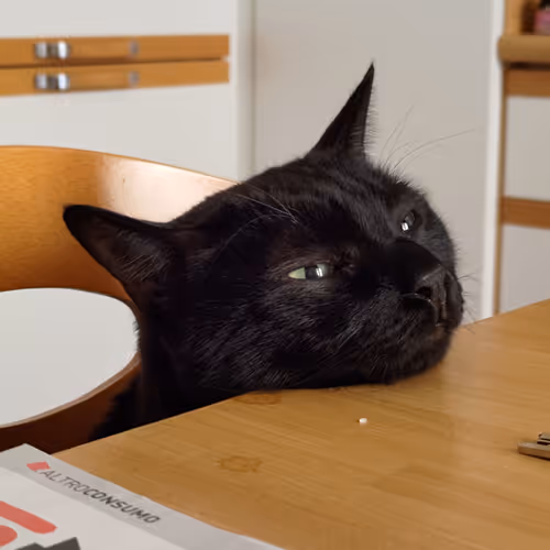 kiro the cat