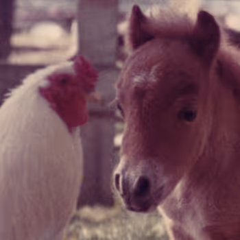 Mini Mustang, The Worlds Smallest Horse