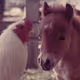 Mini Mustang, The Worlds Smallest Horse