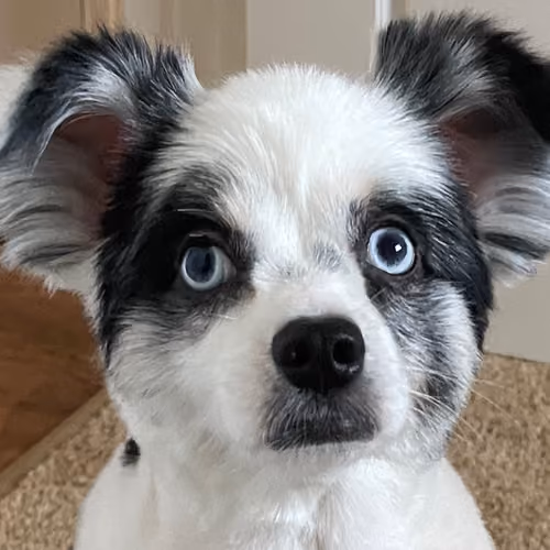 Mini Aussie Days #47546277