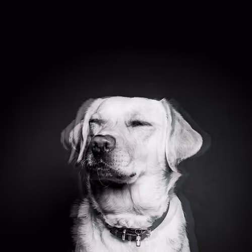 MinimalDog