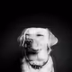 MinimalDog