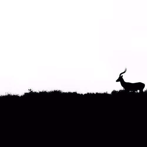 minimalism b&w - old