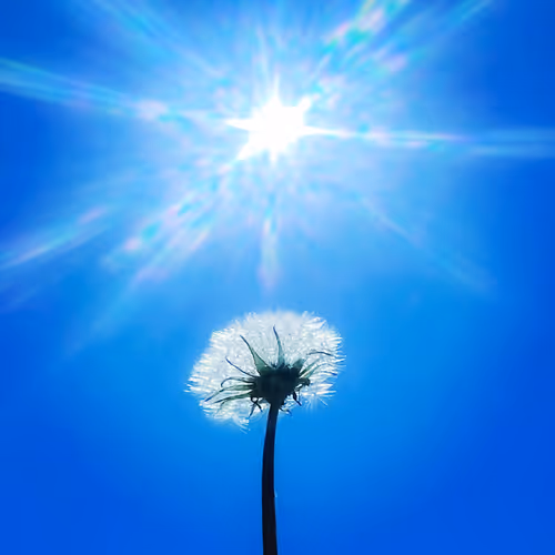 MinneSummer