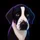 miny pup