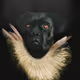 NFT_dogs