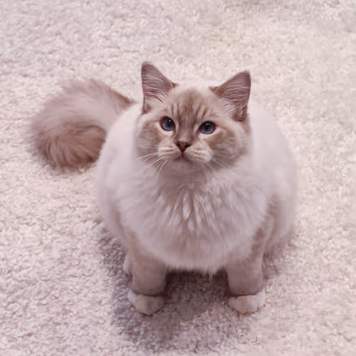 miqimiko