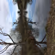 Mirrored Tree @ Over Canalside