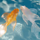 Mirrorfins: Reflections in Motion