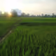 Missing You From Laos - old