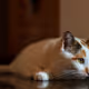 Missy the Kitty