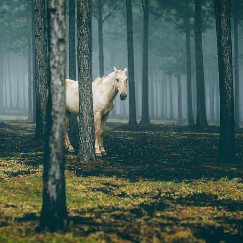 Misty days - old