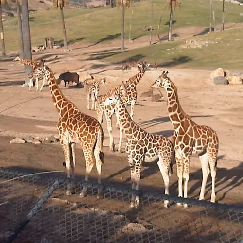 Original Photography by Mocola