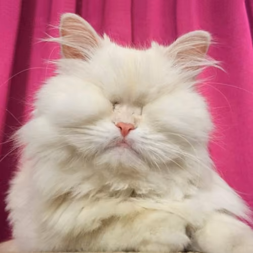 Moet the Blind Cat iconic photo V3