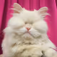 Moet the Blind Cat iconic photo V3