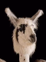 mojomagic Collection