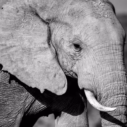 B&W moments from ADDO national park