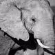 B&W moments from ADDO national park