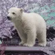 MOMOTA THE POLAR BEAR