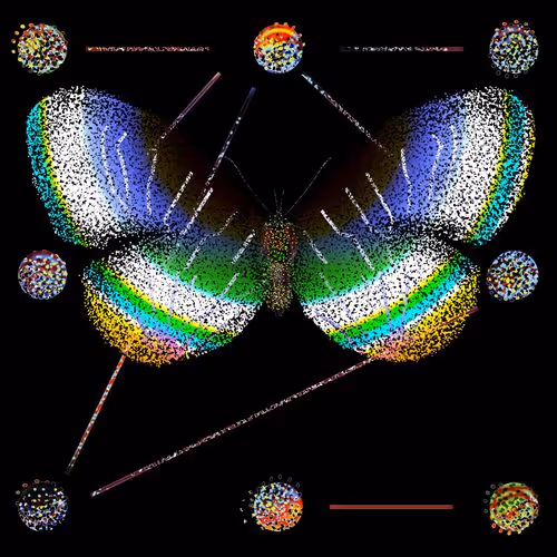Monarch