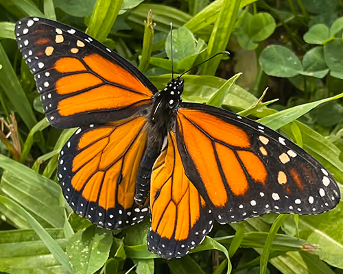 Monarch Butterfly Series