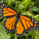 Monarch Butterfly Series