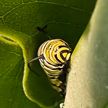 Monarch Butterfly Series - old