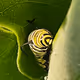 Monarch Butterfly Series - old