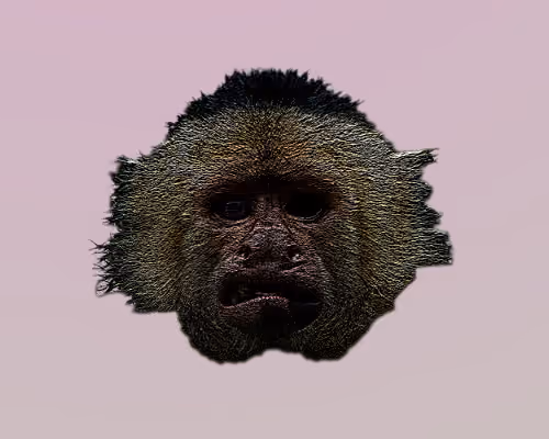 Monkey Asylum 2