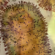 Monkey Pox NFTs