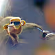 Monkey sunglass
