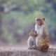 Monkey V2