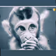 #monkeys nft