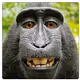 Monkeysee Monkeydo