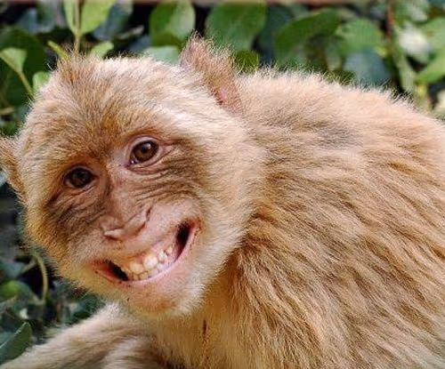 Monkeysmile
