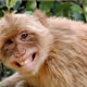 Monkeysmile