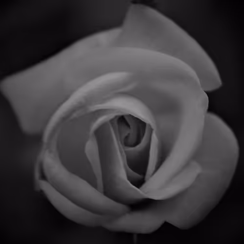 Monochrome Beauties - old