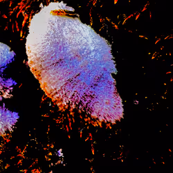 Item Media Placeholder