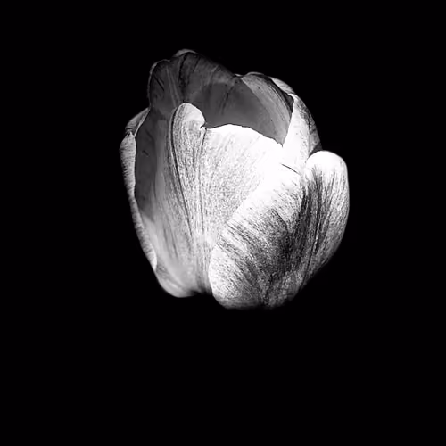 Moon like flowers