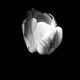 Moon like flowers