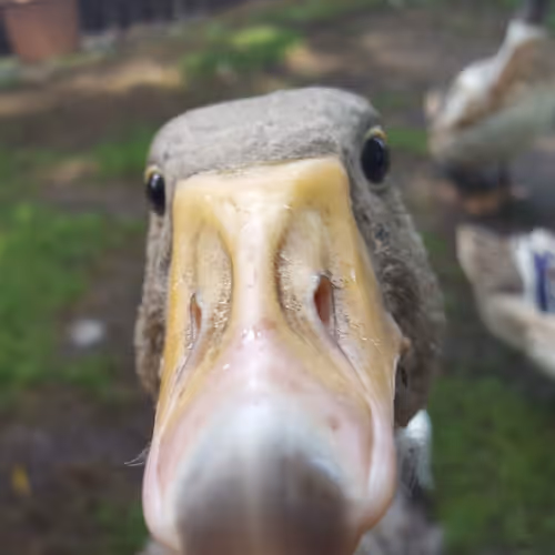 Moose the Goose