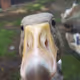 Moose the Goose