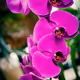 Moral Florals