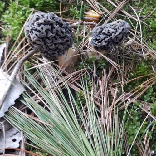 Morels of Canada - old